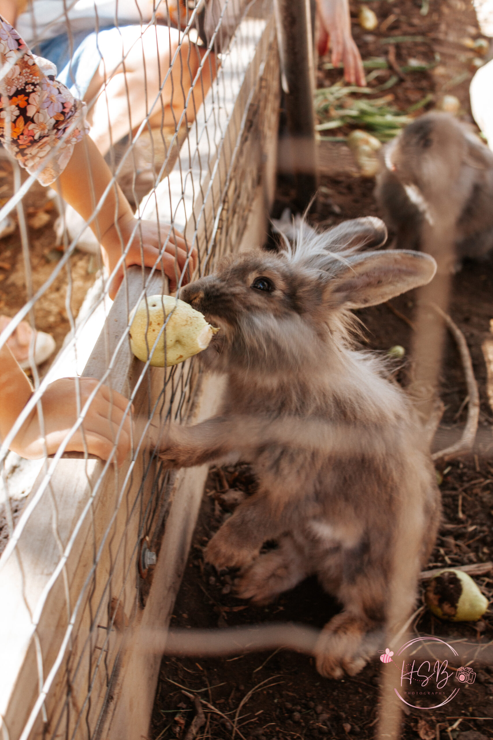 Pet Photography Bunny Rabbit 2023_001